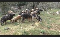 peste suina eradicata nei cinghiali sardegna modello virtuoso