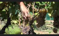 olbia il vermentino stella dell estate ora promozione all estero