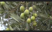 sassari campagna olearia nord sardegna buona resa ottima qualit