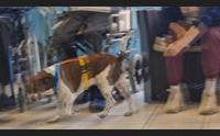 quartu pet therapy per 125 anziani