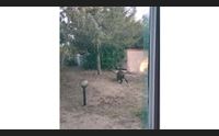 badesi intrusione selvatica di un cinghiale una famiglia liberata dal corpo forestale