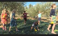 jerzu turismo dell olio una nuova frontiera dell agricoltura