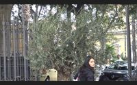 donato un ulivo della pace nel giardino dei cagliaritani