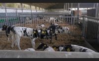 lingua blu in crisi la filiera del bovino da carne situazione insostenibile