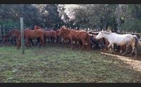 laconi studi e analisi sui cavallini del sarcidano risorsa da tutelare