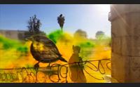 cagliari manu invisible firma un murale antibracconaggio