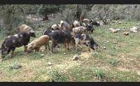 peste suina free la commissione europea estinto il focolaio di dorgali