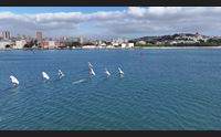 sardinia sailing cup ultimo atto a su siccu l evento torna nel 2024