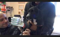 selargius open day di adozione dei cani non sono regali da scartare