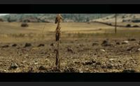noragugume il dramma delle cavallette in un film per non dimenticare