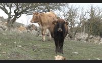 sassari lingua blu ok alla movimentazione dei bovini limiti in pochi comuni