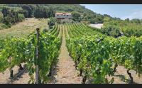 turismo lento la planargia e la malvasia vino cultura e paesaggio