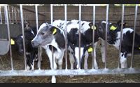 bovini da carne arrivano i ristori ma la lingua blu ancora un problema