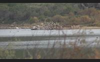 tg ambiente il lago di baratz un equilibrio fragile da salvaguardare