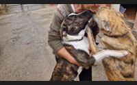 quartu in aumento le adozioni dei cani avanti le sterilizzazioni