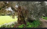 baressa oleastri secolari e mandorli in fiore il sentiero dei magnifici