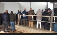 olbia settore bovino in crescita sardegna terra di grande qualit