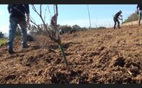 nuoro con i volontari rinasce la vigna di grazia deledda sar un parco
