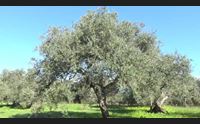 riola sardo produzione di olio in calo ma le attese sono state superate