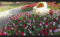 turri la primavera ha i colori dei tulipani della marmilla