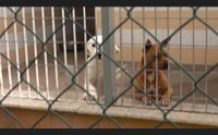 sestu open day di adozioni e microchippatura in canile mai piu cani persi