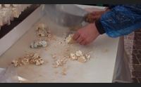 torrone oro di tonara boom di visitatori per la sagra