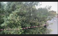 cagliari grosso ramo piomba sul marciapiede sfiorato un passante