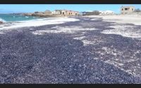 oristanese le velelle invadono le spiagge effetto delle mareggiate