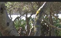 cagliari bee park a molentargius le api nel rispetto della biodiversit
