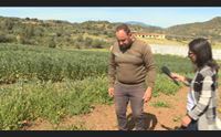 bari sardo siccit in ogliastra l agricoltura assetata dimezza le produzioni