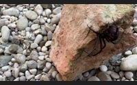 sulcis enzo moretto in sardegna trovate nuove specie di insetti