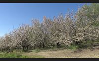 bonarcado festa di primavera tra lo spettacolo dei ciliegeti in fiore