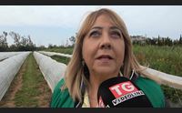 alghero inizia la raccolta delle fragole la regina dei frutti rossi