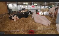 arborea la fiera dell agricoltura 40 anni tra passato e presente