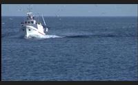 alghero liberata nicoletta la tartaruga che ha rischiato di morire