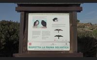 a carloforte l oasi della lipu dove nidifica il falco di eleonora