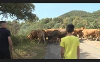 arzana la transumanza rivive nel gennargentu un viaggio tra storia e natura