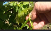 bitti prima la siccit ora le grandinate agricoltura e viticoltura ko
