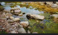 i programmi di videolina dopo la rubrica tg la scienza del bosco