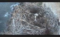 alghero il falco pescatore ama capo caccia scoperto un altro nido