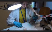 barumini l universit ritorna tra i nuraghi riaprono i corsi di restauro