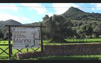 villamassargia s ortu mannu una ricerca potr svelare l et degli ulivi
