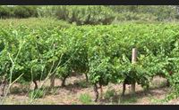 vernaccia e vini rossi sardi un blend per rilanciare lo storico vitigno