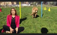 l isola del cuccioli oggi su videolina alle 15 la seconda puntata