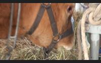 sassari provincia indenne da tubercolosi bovina via libera dalla ue