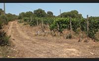 gallura un alleanza a tre nuovi progetti contro la crisi idrica