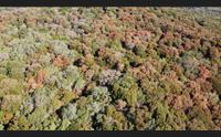 emergenza foreste l assessora all ambiente task force per salvare i boschi