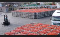 serramanna stagione record per il pomodoro in sardegna