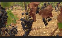 castiadas il caldo secca le vigne annata terribile meno 50 per cento