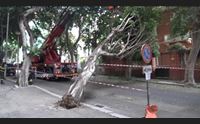 cagliari in viale merello crolla un albero tragedia sfiorata